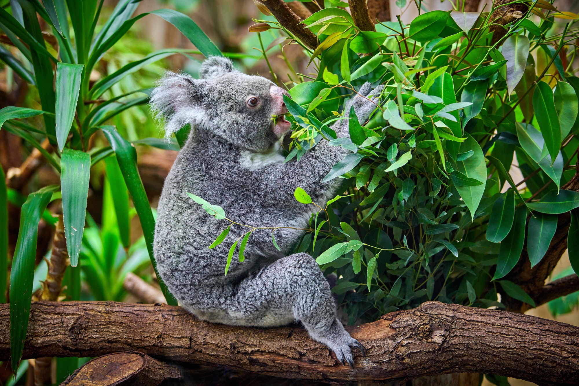 Koala in einem Zoo in Deutschland